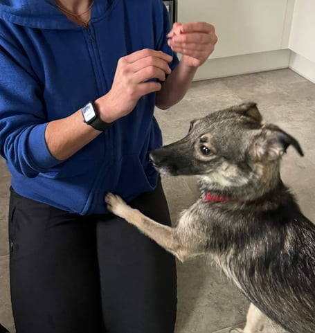 Sara, a Romanian rescue cross breed, was lost near the Perry Elm Roundabout when she slipped her harness on Thursday, October 10 - Sara undergoing some first aid checks with Dog Lost volunteers.